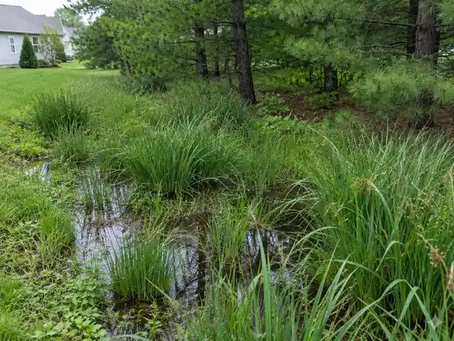Wet low corner of a Holland yard with sedges from a high water table